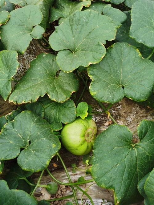 黑料吃瓜网apk普通安装 